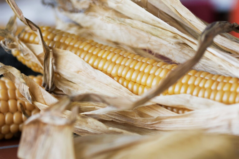 gss-gips-schuele-stiftung-ernaehrung-karl-schmid-01